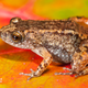 Sabarimala Night Frog (Nyctibatrachus sabarimalai), a 12.3 mm miniature-sized frog found in close vicinity of the Sabarimala temple in Kerala.